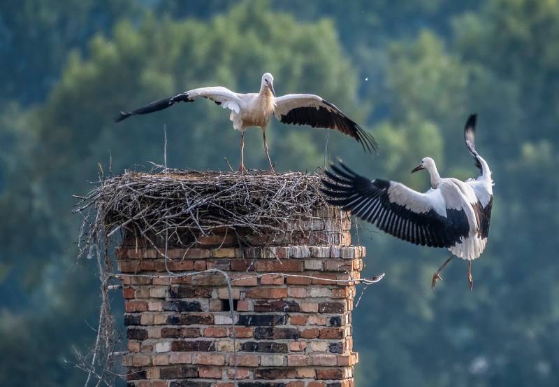 Professional Chimney Animal Removal Services in Hingham, Massachusetts