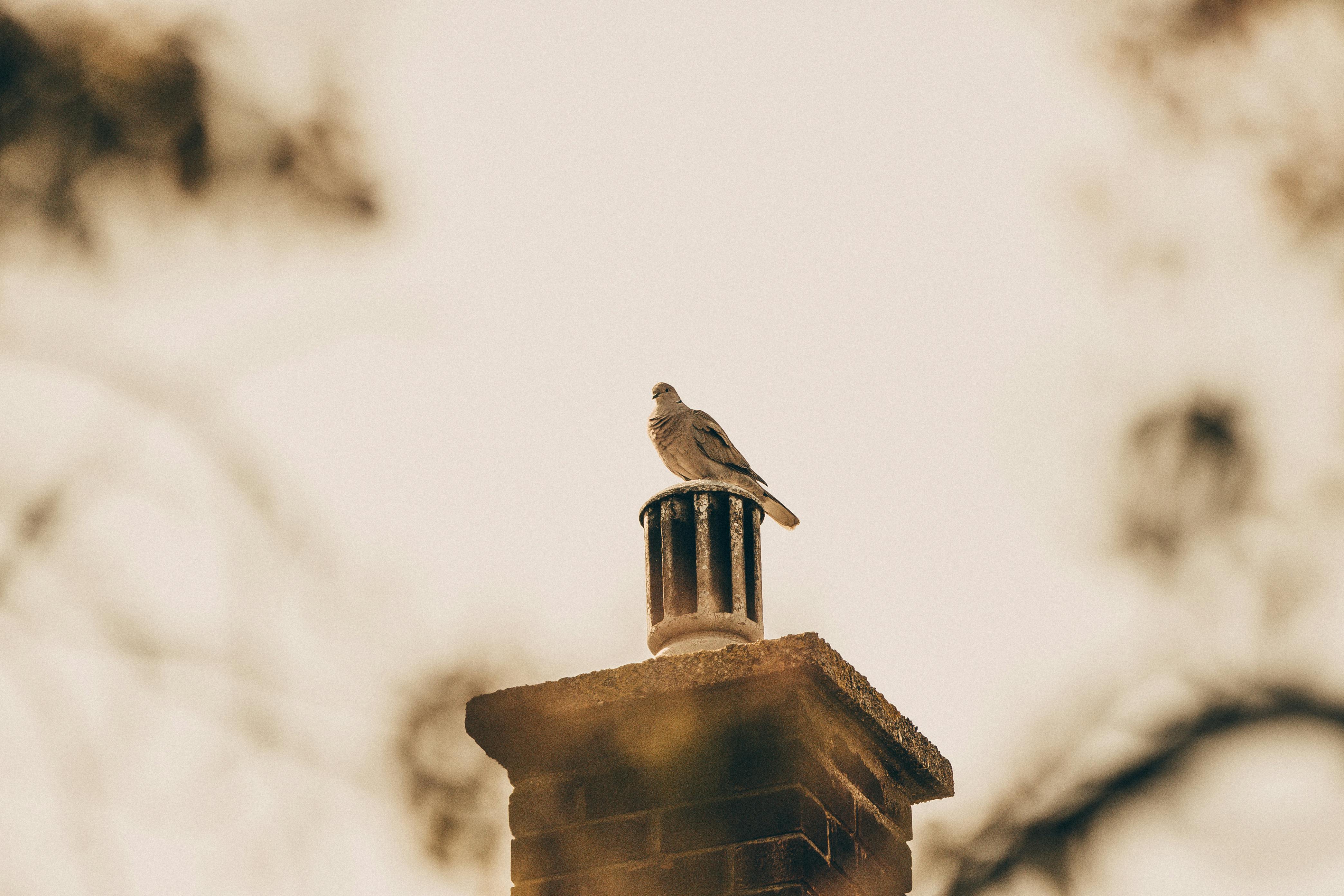 Expert Chimney Cap Installation in Hingham, Massachusetts